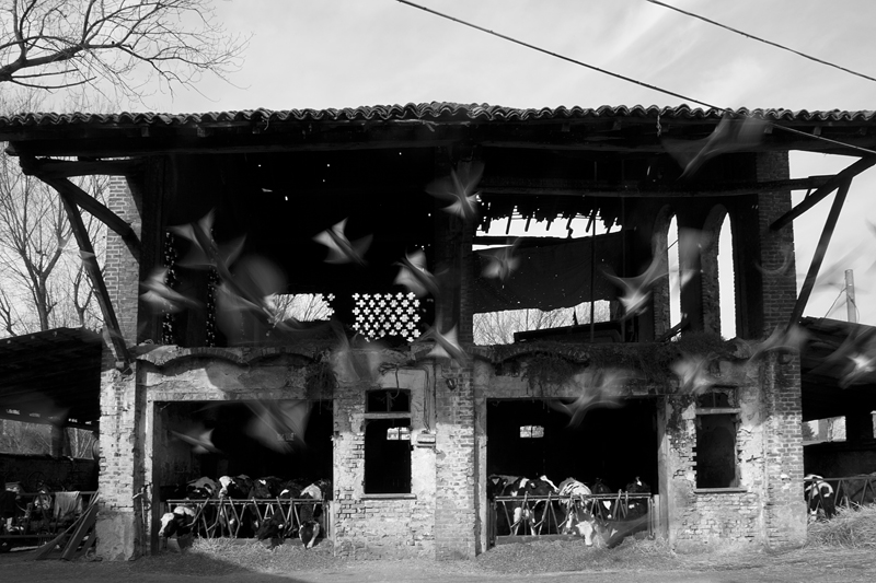 © Matteo Seveso, 2011, Milano - Orizzonti rurali