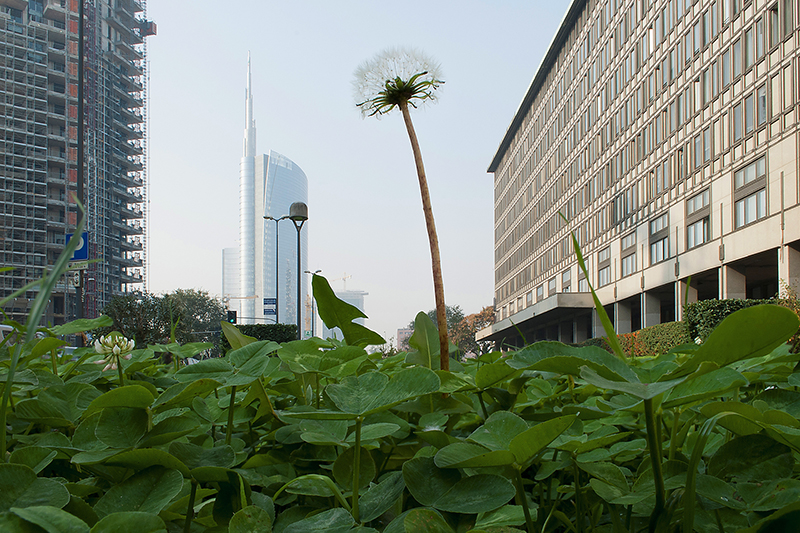 © Gloria Pozzato, Il verde al centro, Milano, 2013