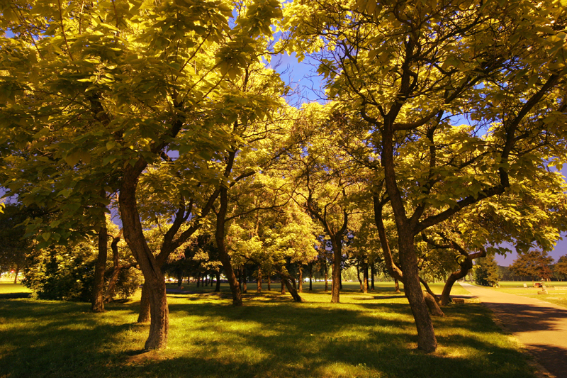 © Daniele Faverzani, 2006-2009, Milano, Parco di Trenno.